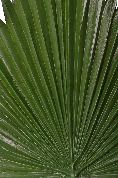37" X 12.5" Fan Palm Leaf Spray Green - Image 2