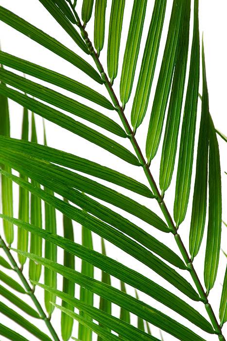 38" Artificial Areca Palm Spray Green - Image 2
