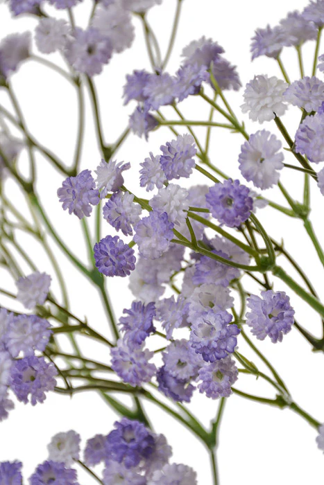 38" Baby's Breath Spray Lavender - Image 2
