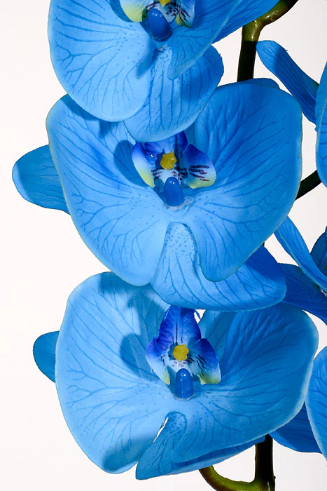 39.5" Silk Phalaenopsis Spray Blue - Image 2