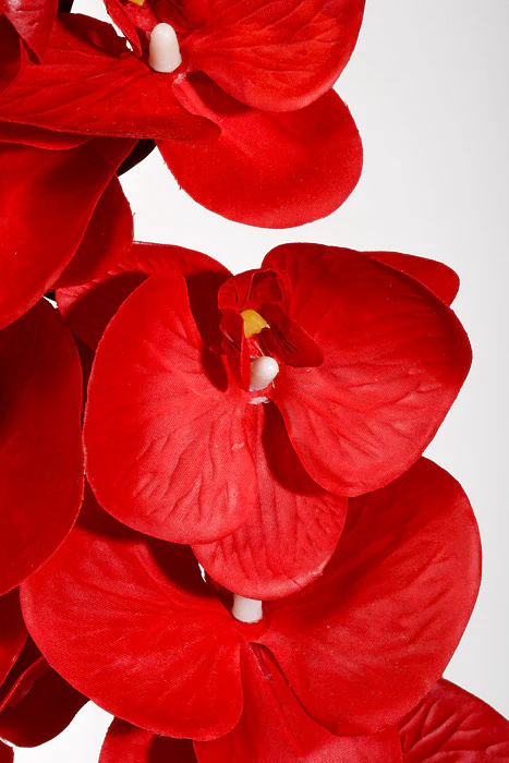 39.5" Silk Phalaenopsis Spray Red - Image 2