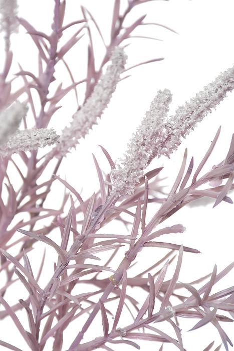 39" Setaria Bush Lavender - Image 2