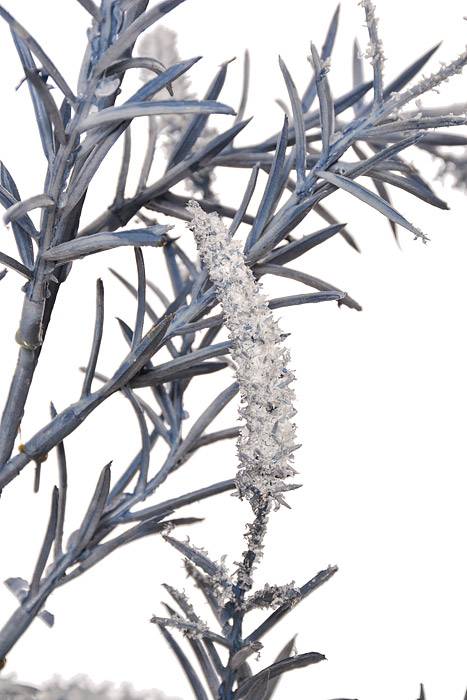 39" Setaria Bush Navy Blue - Image 2