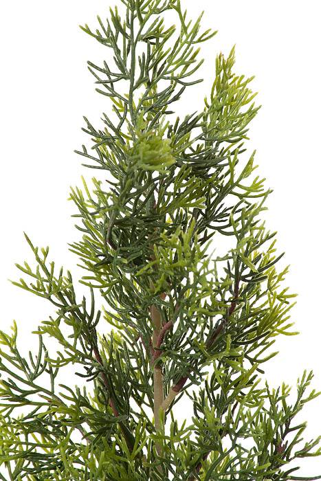 3ft Cedar Tree In Pot Green - Image 2