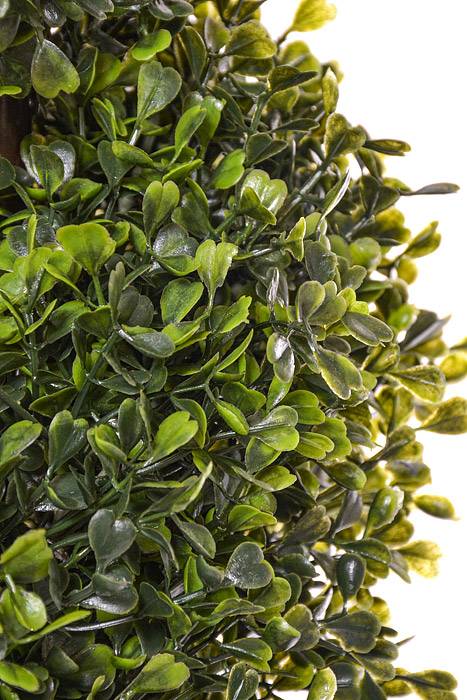 4 FT Pond Boxwood Spiral Topiary In Pot Green - Image 2