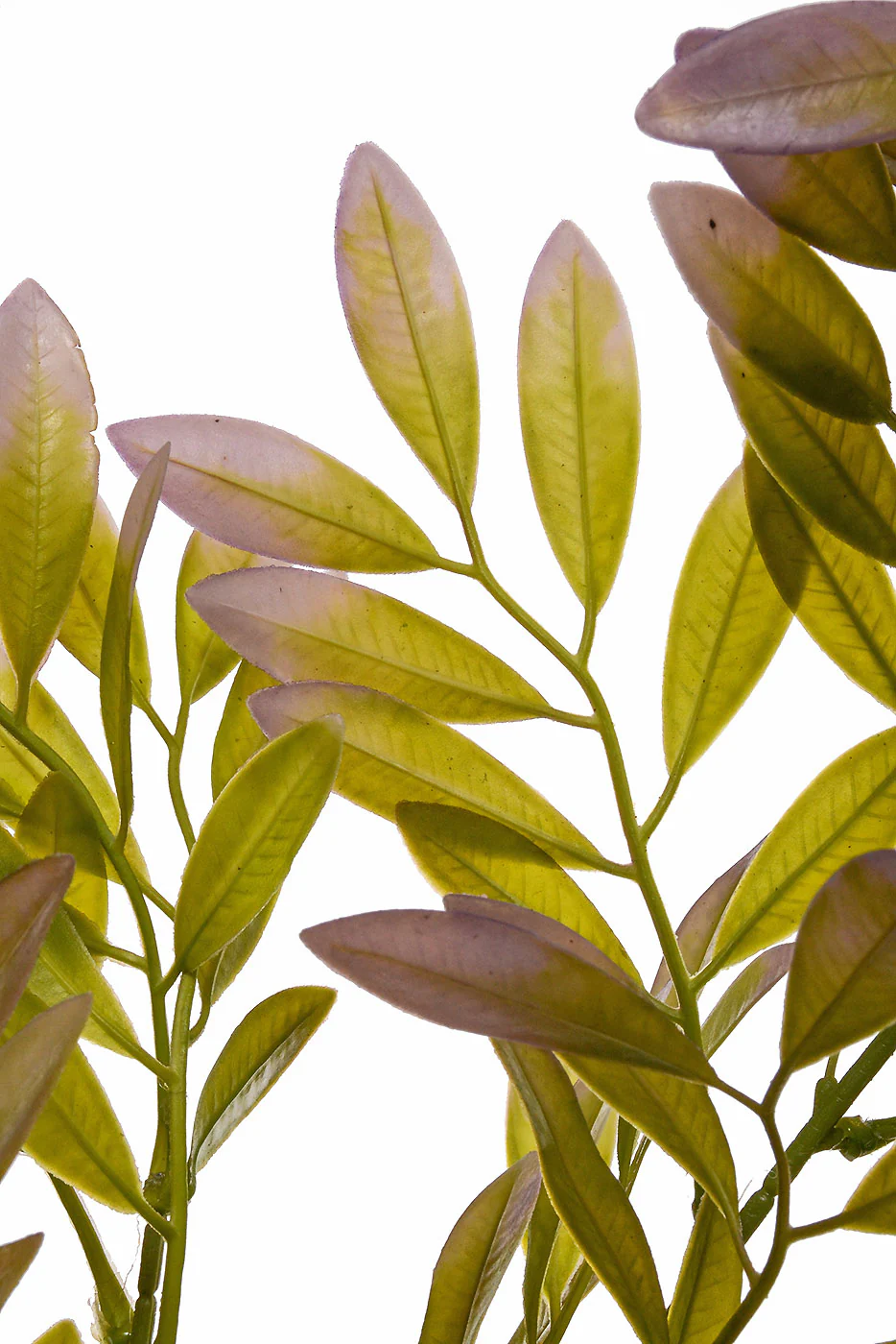 40" Artificial Ruscus Leaf Spray Green/Lavender - Image 2