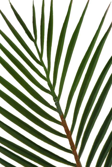 40" Palm Leaf Bundle Green Pkg/3 - Image 2