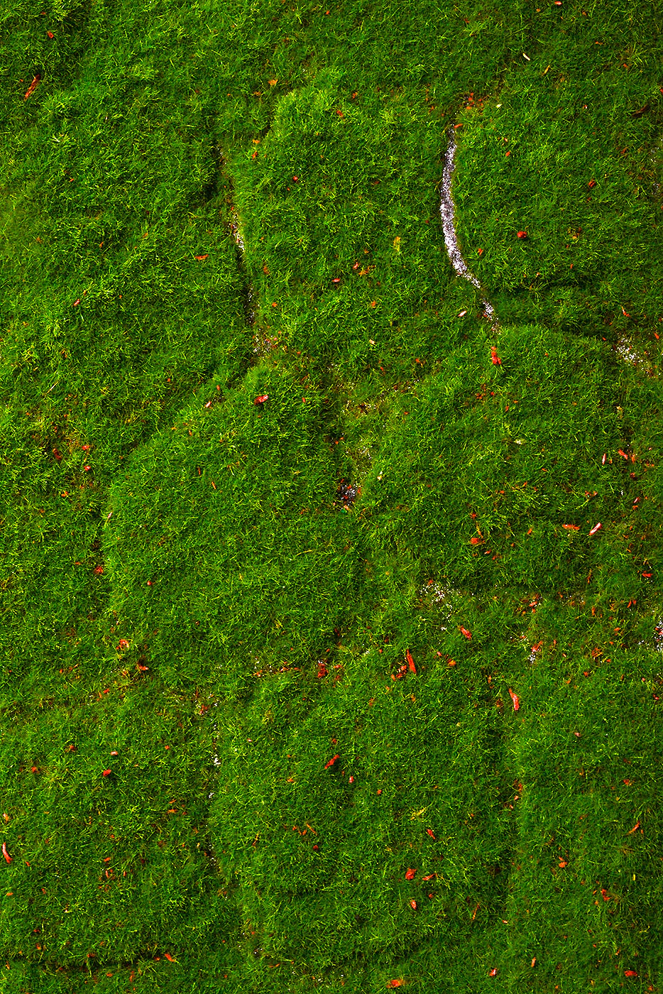 40" X 40" Artificial Mood Moss Sheet Green - Image 2