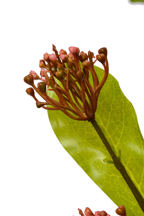 41" Sweet Osmanthus Spray Peach - Image 2
