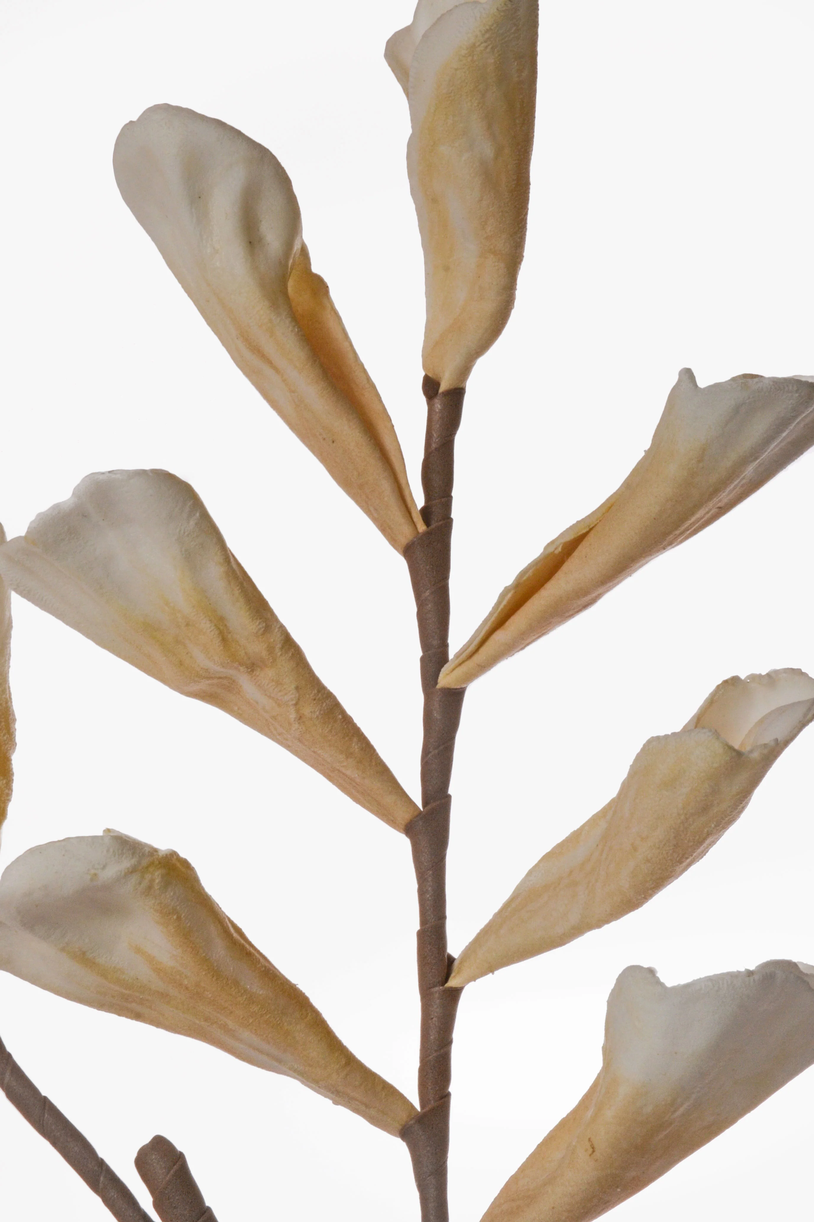 43" Shell Leaf Spray Beige - Image 2