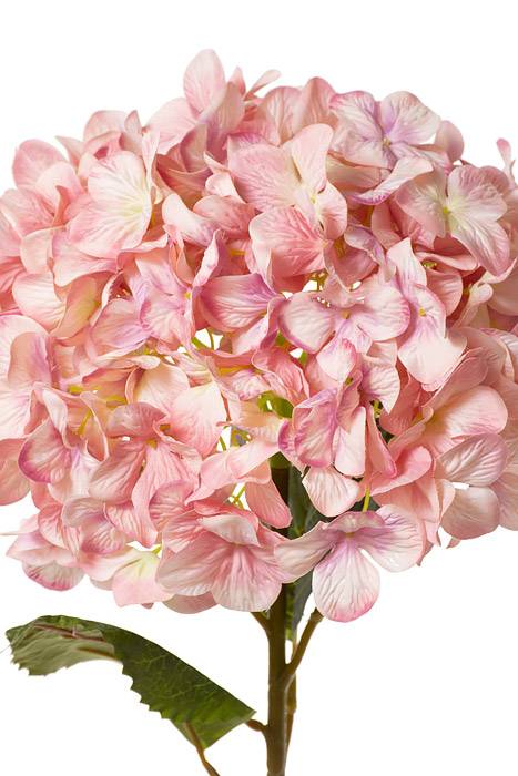 44" Single Giant Silk Hydrangea (Pink) - Image 2