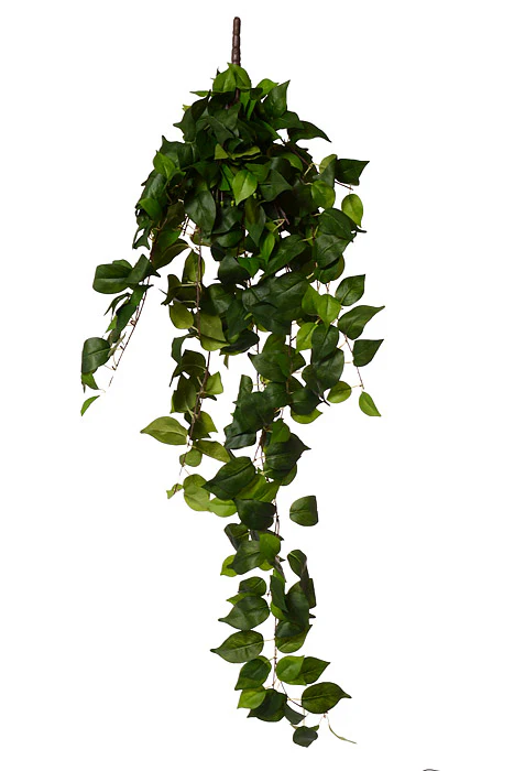 47.25" Pothos Hanging Bush Green