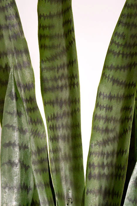 47" Artificial Sansevieria Plant In Pot Green - Image 2