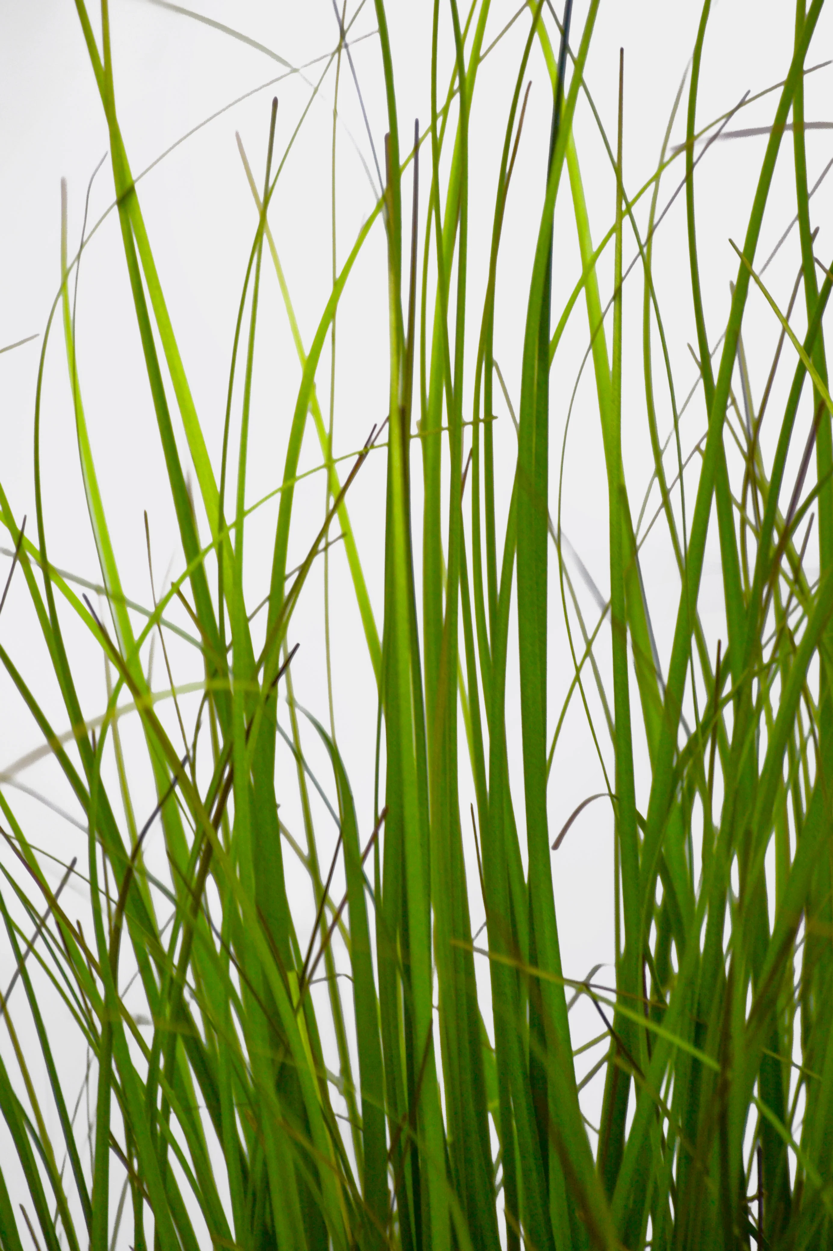 48" Artificial UV Potted Fountain Grass Green - Image 2