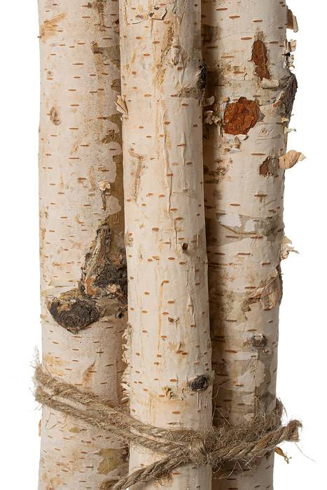 48" Birch Bundle (pkg/3) Natural - Image 2