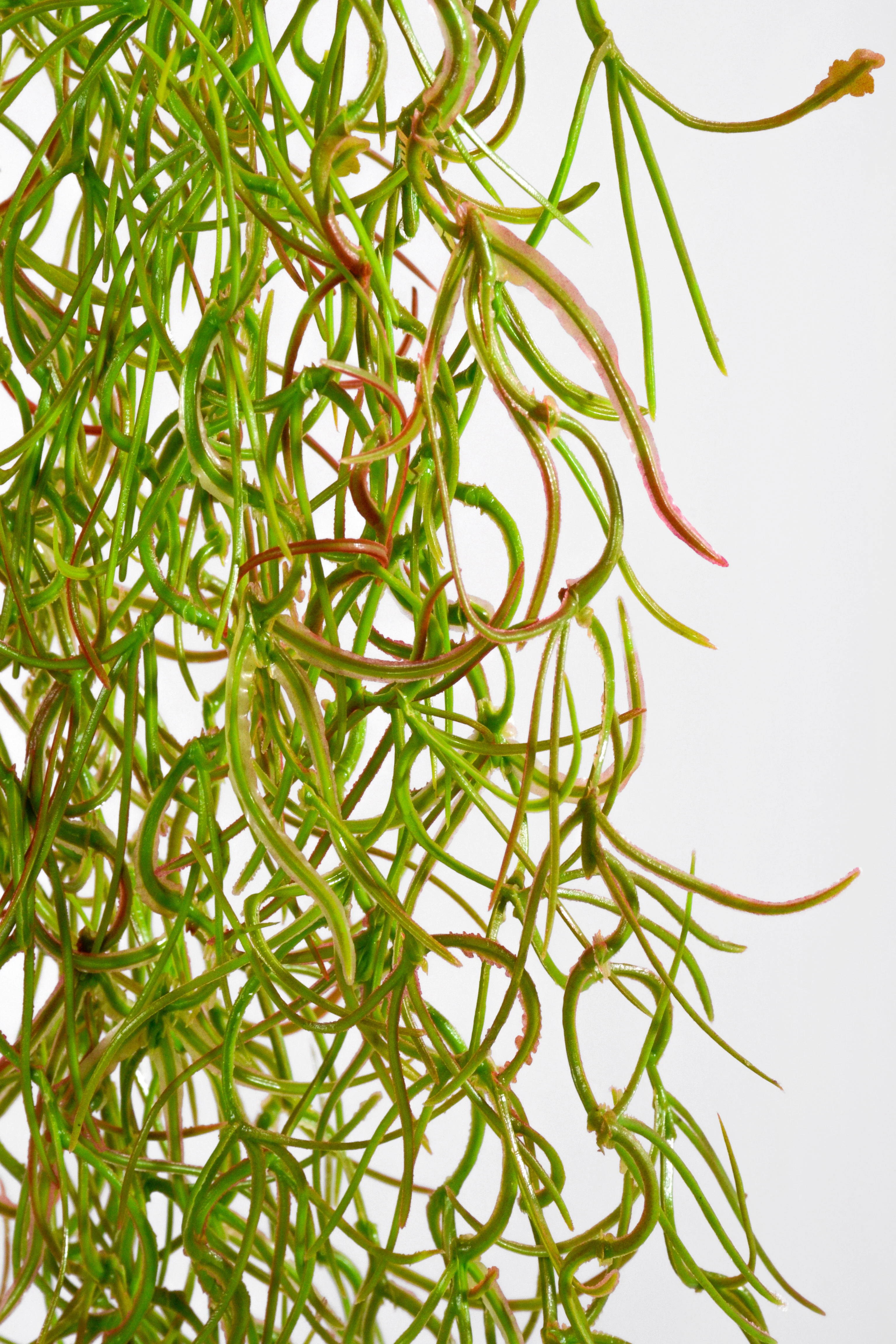 48" Moss Hanging Bush Natural - Image 2