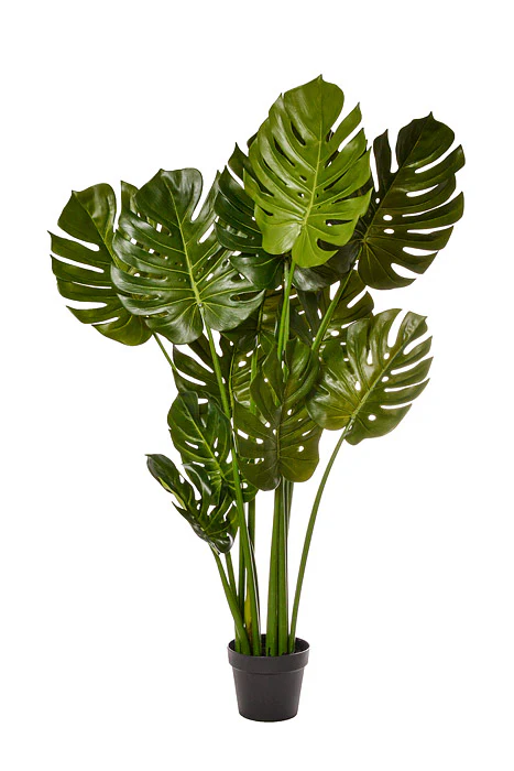 48" Split Philo Plant In Pot Green