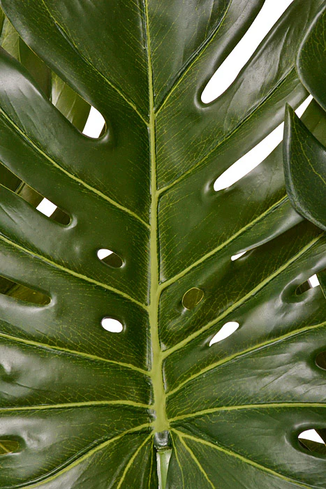 48" Split Philo Plant In Pot Green - Image 2