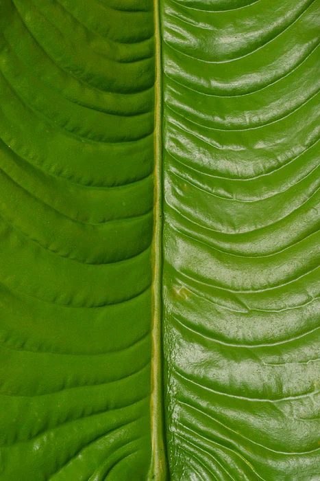 49" Elephant Ear Leaf Spray Green - Image 2