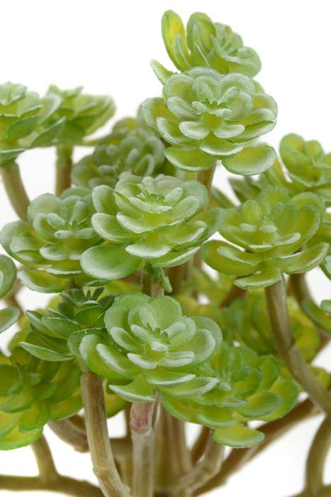 5.5" Soft Sedum Pick Green/gray - Image 2