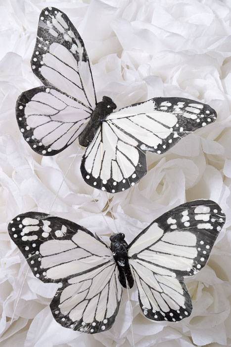 5" Decorative Feather Butterfly Black/white Pkg/12