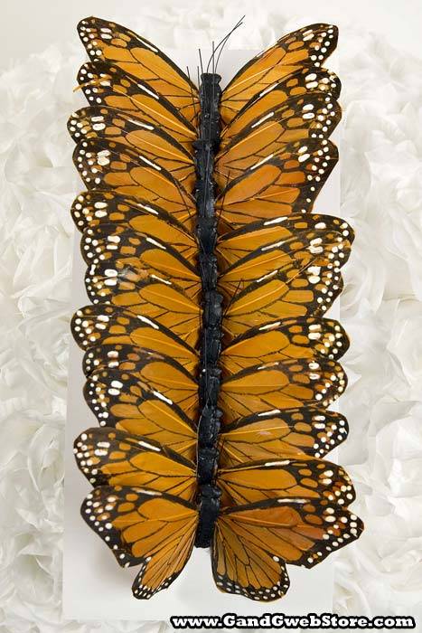 5" Monarch Pkg/12 - Image 2