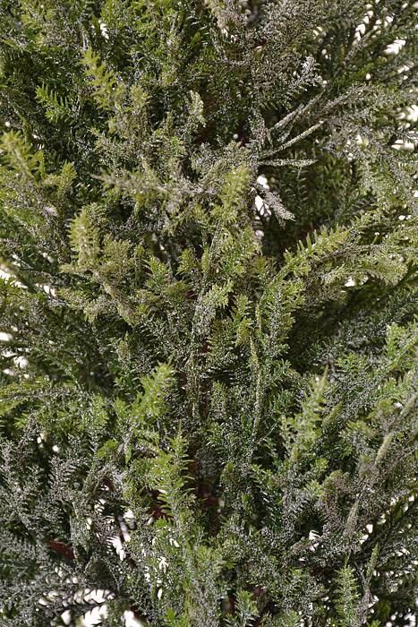 53" Potted Frost Spruce Tree Frosted/Green - Image 2