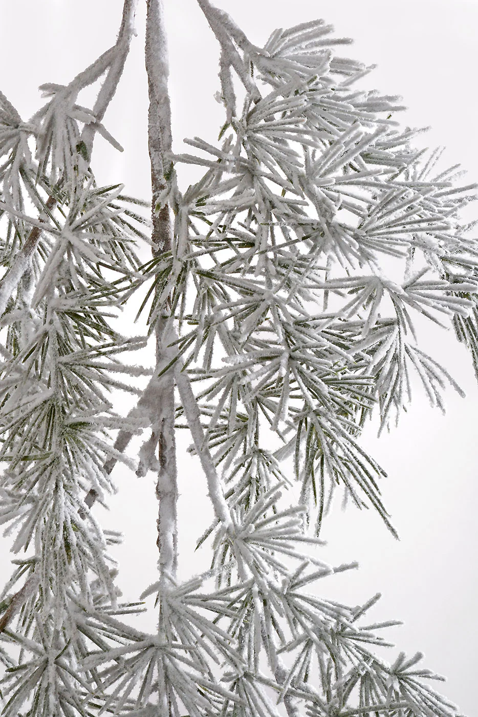 58'' Snowed Pine Hanging Spray White/Green - Image 2