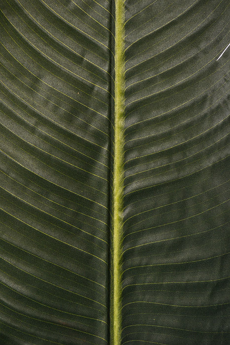 59" Banana Leaf Stem Green - Image 2