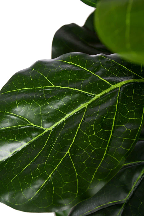 59" Fiddle Leaf Tree In Pot Green - Image 2