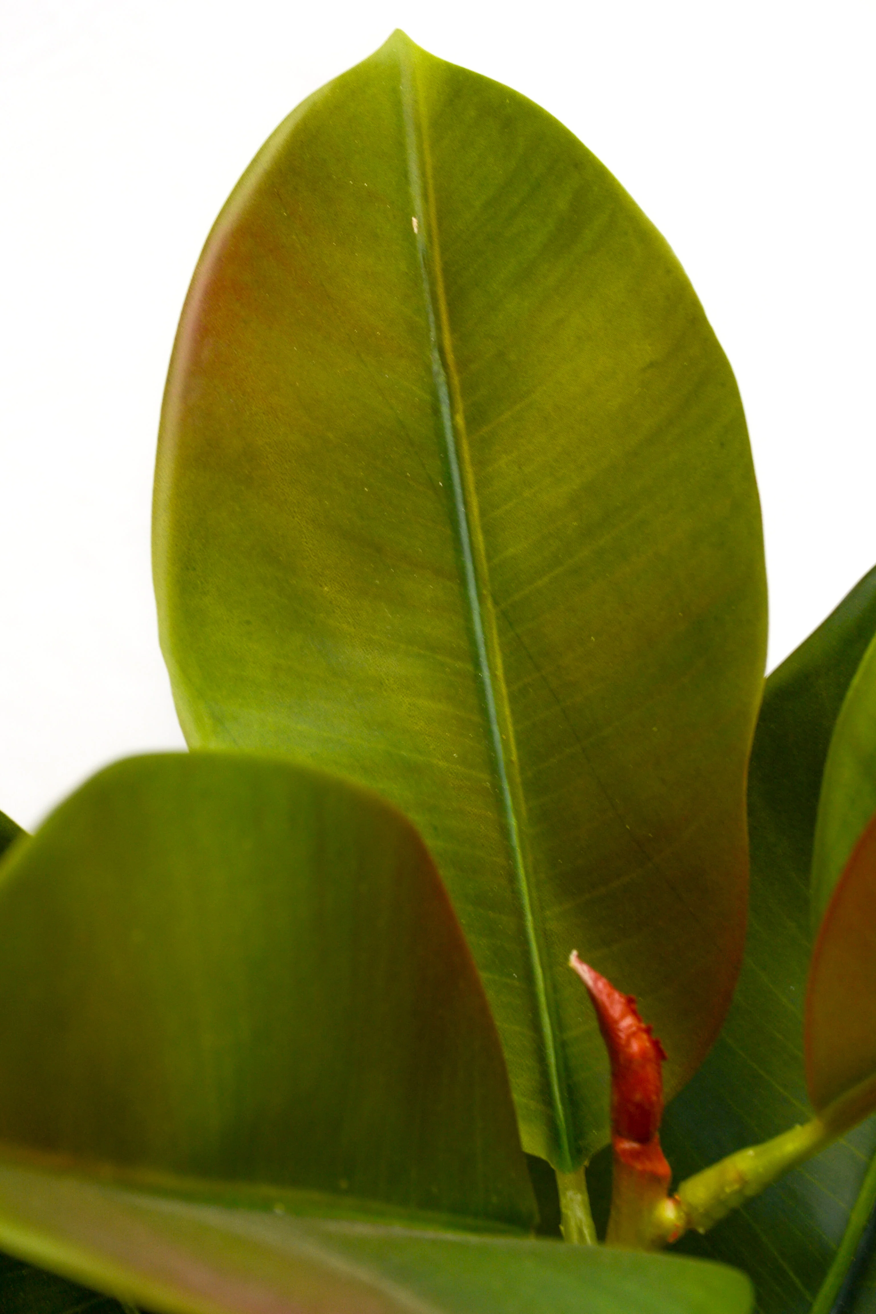 5ft 3in Artificial Rubber Leaf Tree Green - Image 2