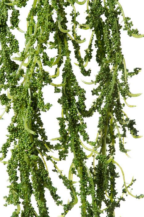 5ft Artificial Amaranthus Hanging Spray Green - Image 2