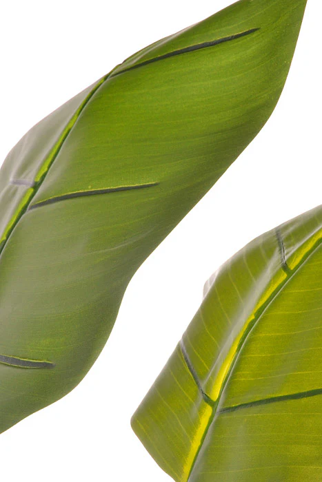 5Ft Bird Of Paradise With Pot Green - Image 2