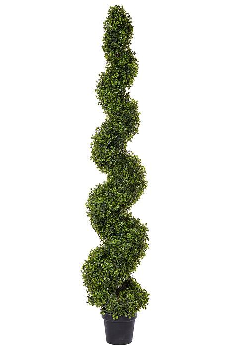 5Ft  Pond Boxwood Spiral Topiary in a Pot Green