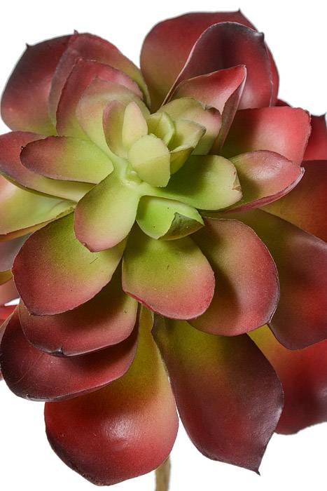 6" Echeveria Pick Burgundy - Image 2