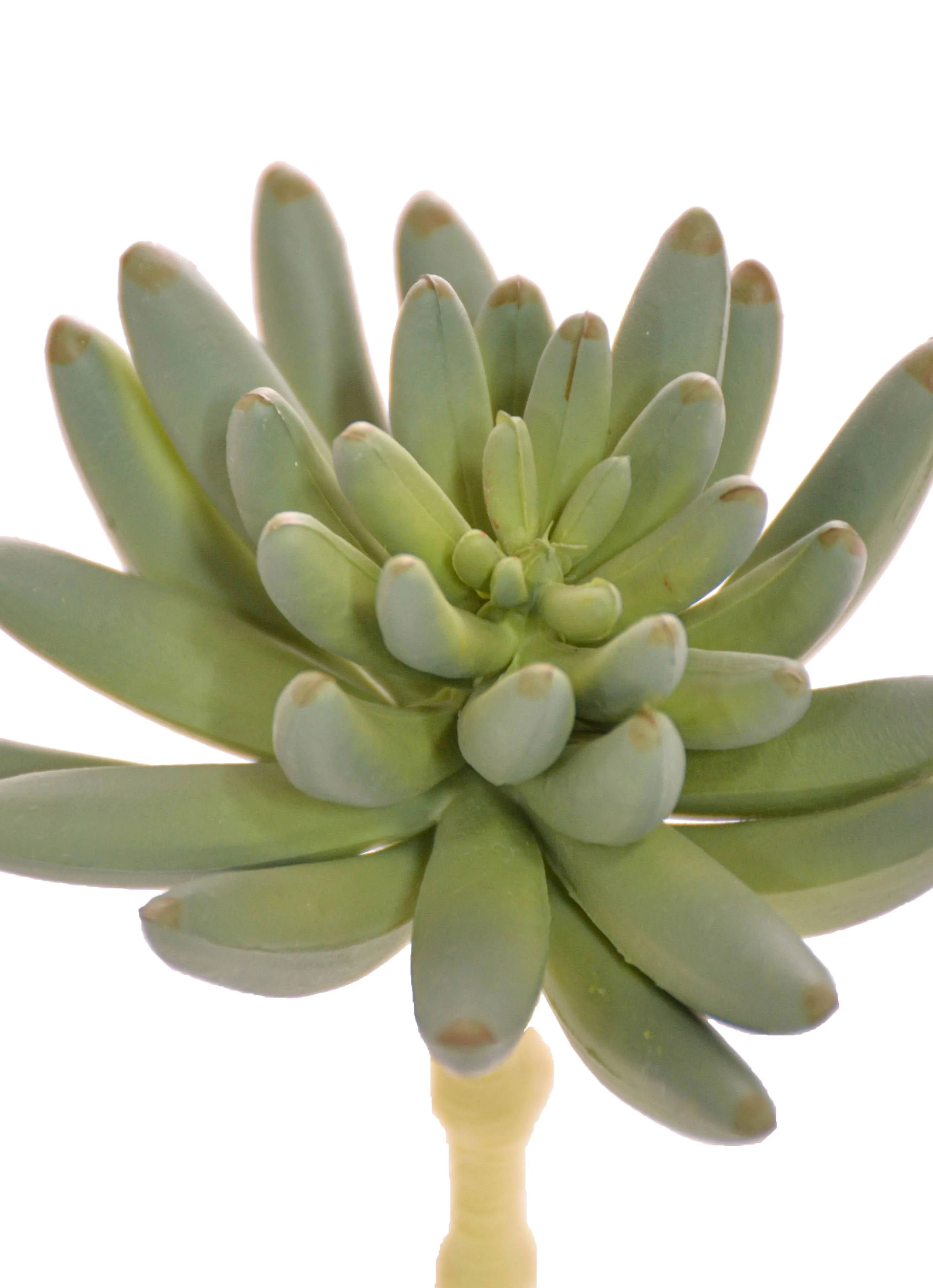 6" St.spike Aeonium Pick Green/grey - Image 2