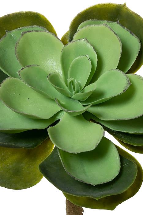 6" X 11.5" Echeveria Pick Green - Image 2