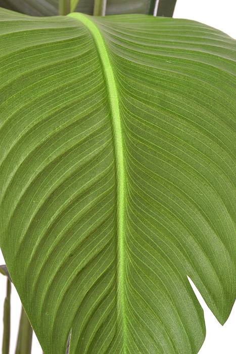 60" Bird Of Paradise Plant Green - Image 2