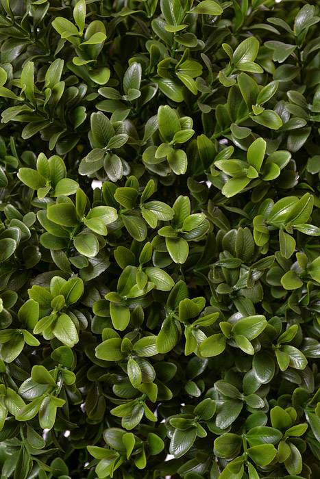 6ft Tri Ball Boxwood Top w/Pot Green/Two Tone - Image 2