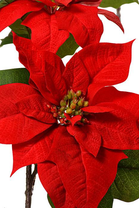 6Ft Velvet Poinsettia Garland Red - Image 2