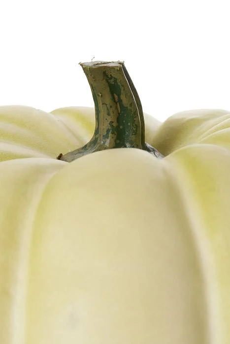 7.5" X 6" Latex Harvest Vine Pumpkin Cream - Image 2