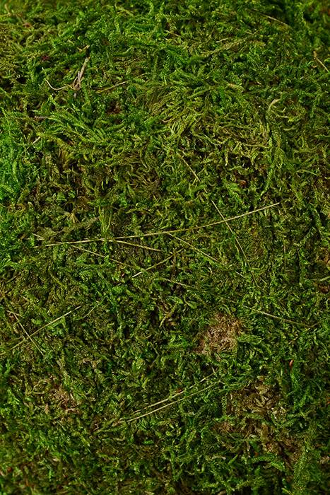 7" Moss Ball Green Sphere - Image 2