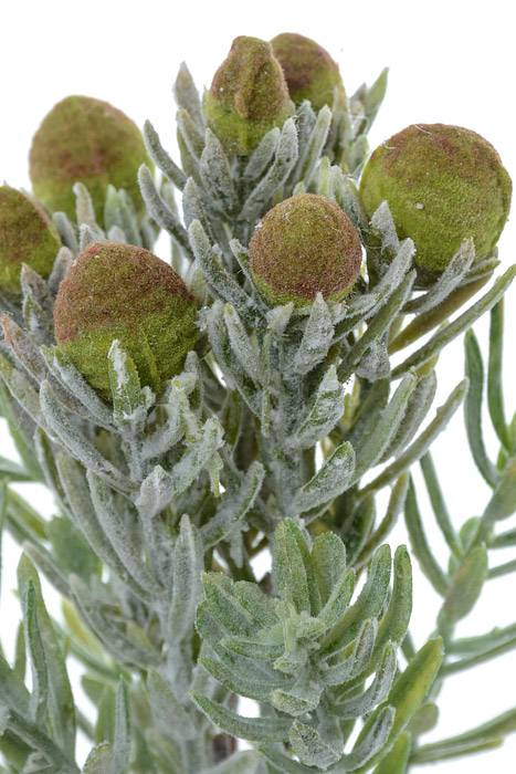 7" Succulent Pick Green/frost - Image 2