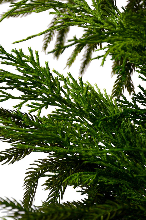 72" Luxury Cyprus Norfolk Pine Swag Natural Green - Image 2