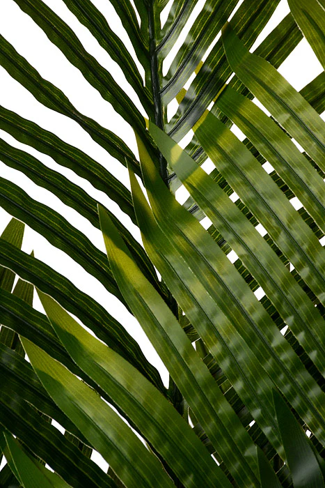76" Travellers Palm Tree In Pot Green - Image 2