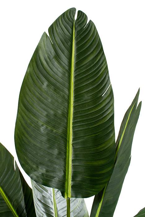 7ft Potted Travellers Palm Tree Green - Image 2