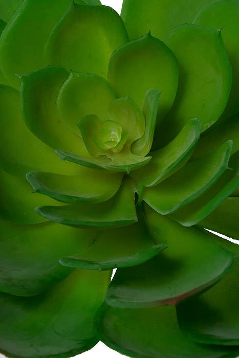 8.3" Soft Echeveria Pick Green - Image 2