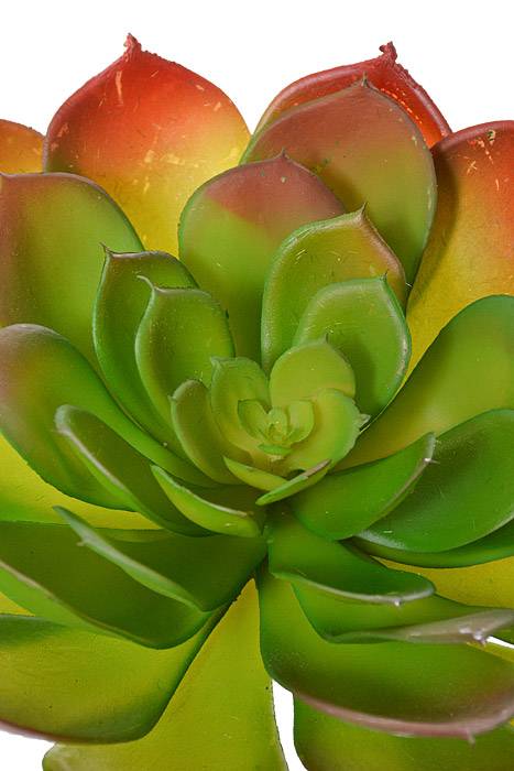 8.3" Soft Touch Echeveria Pick Green/Burgundy - Image 2