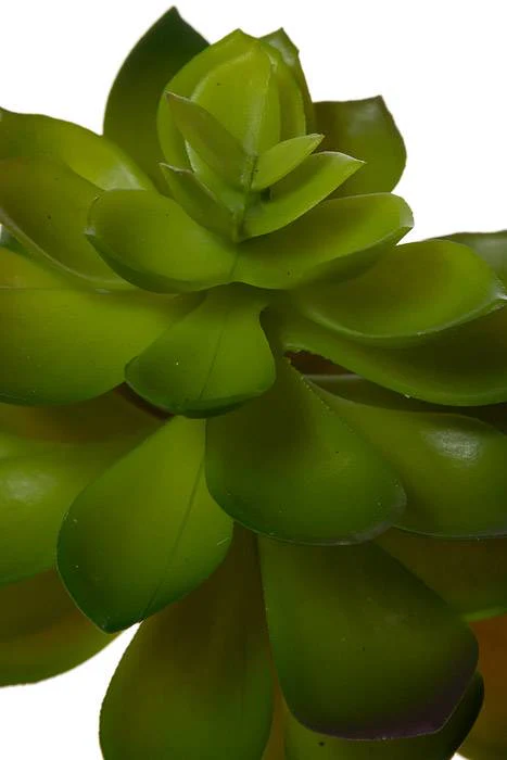 8.5" Echeveria Pick Green/burgundy - Image 2