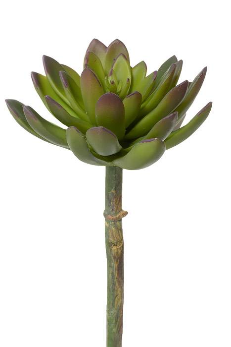 8.5" Echeveria Pick Green/Burgundy